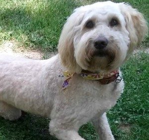 goldendoodle trimmers